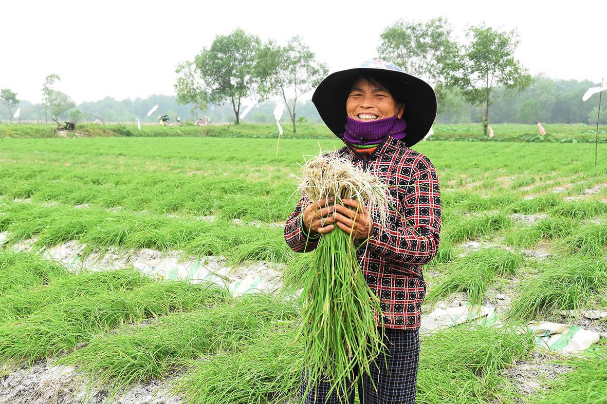 Vươn lên từ miền cát quê hương