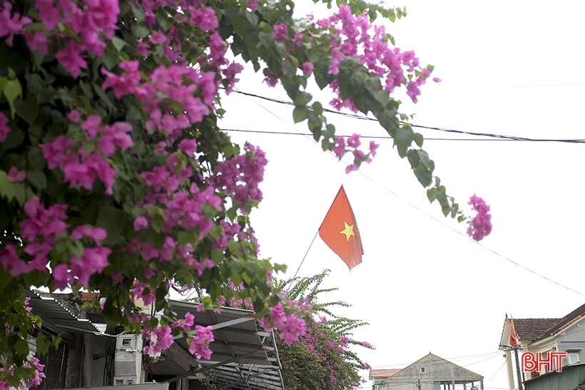 Lila Bougainvillea-Blüten blühen in der neuen ländlichen Gegend von Can Loc