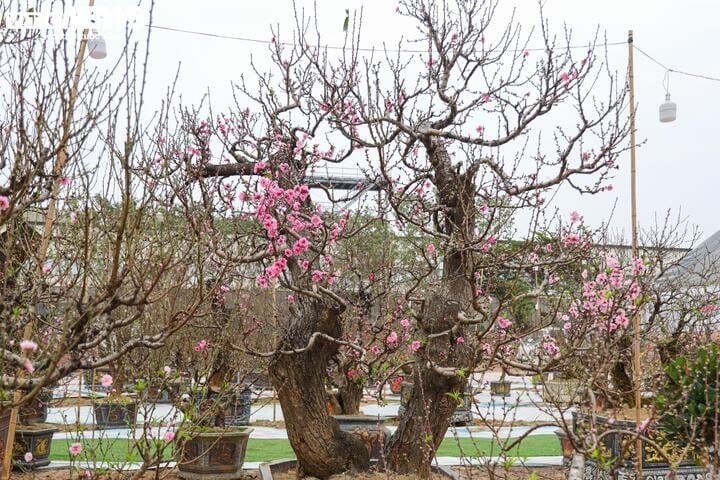 Les anciens pêchers forestiers de Son La rivalisent pour montrer leurs formes à Hanoi, au prix de centaines de millions de VND/arbre - 17