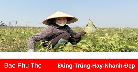 Niềm vui trên những cánh đồng vụ đông