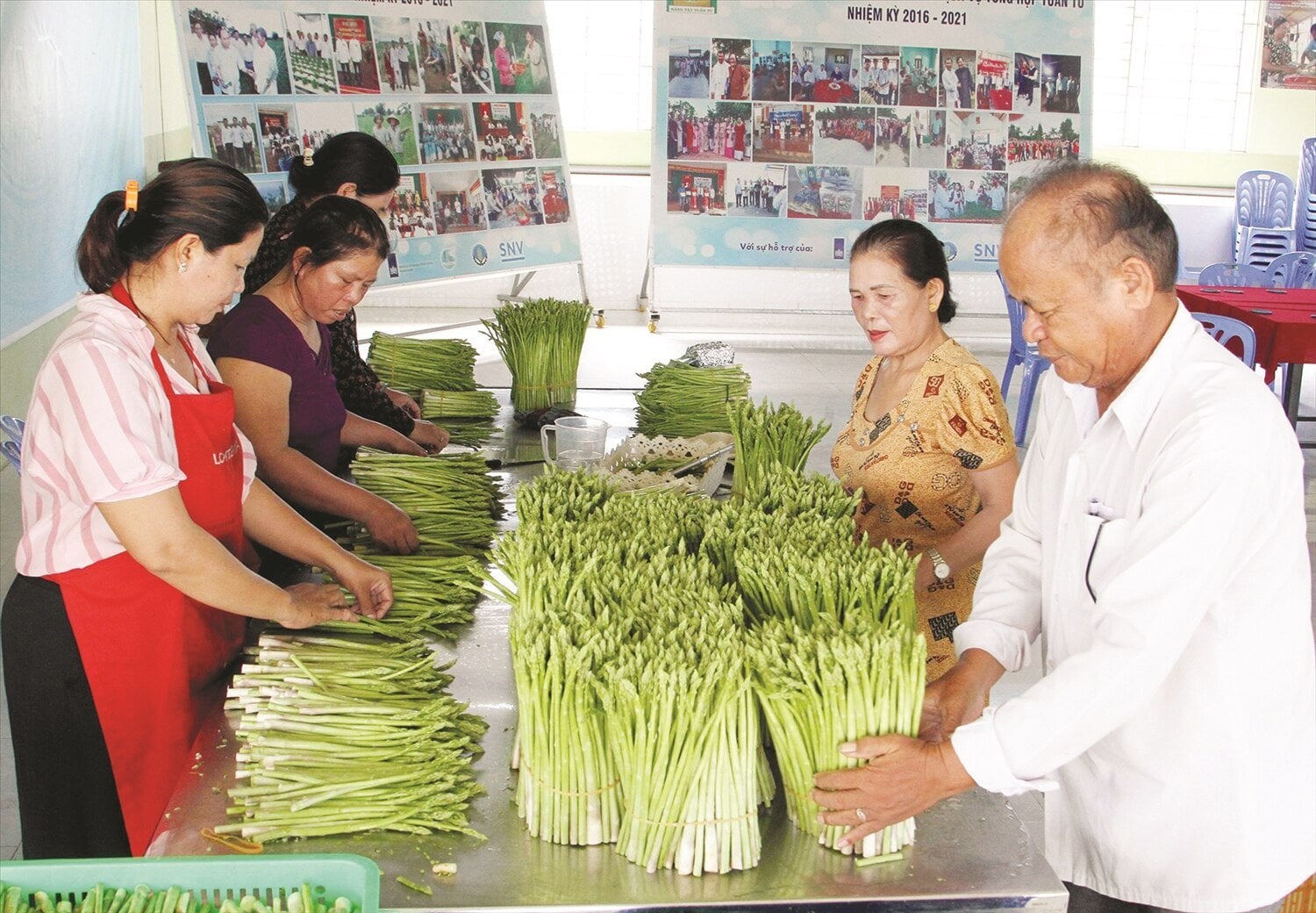 Cây măng tây xanh cho thu nhập trung bình 1,5 tỷ đồng/ha/năm, đồng bào Chăm thôn Tuấn Tú, xã An Hải, huyện Ninh Phước vươn lên làm giàu từ măng tây xanh