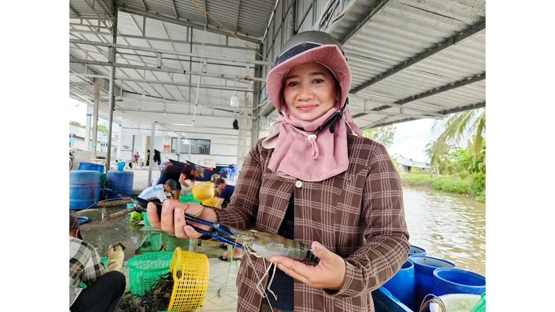 Los agricultores del distrito de Vinh Thuan, provincia de Kien Giang, cosechan camarones de agua dulce gigantes.