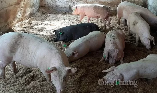 Schweinepreis heute, 25. September 2024: Vereinzelte Anstiege, verankert auf hohem Niveau von 71.000 VND/kg