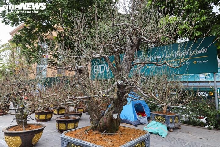 Les anciens pêchers forestiers de Son La rivalisent pour montrer leurs formes à Hanoi, au prix de centaines de millions de VND/arbre - 12