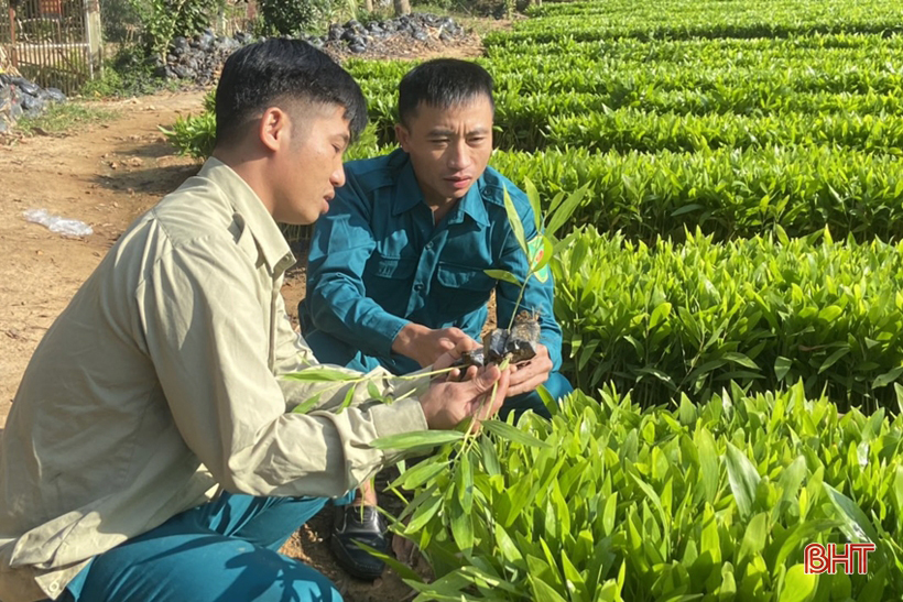 Xanh thêm những cánh rừng Hà Tĩnh