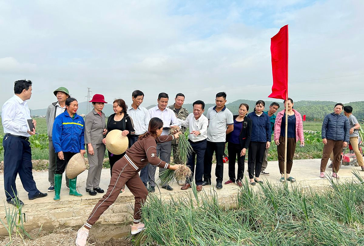 Le matin du 20 janvier, le journal Hai Duong a diffusé en direct le concours d'expérience de récolte d'oignons et d'ail de Kinh Mon.