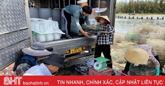 Vượt khó trong nuôi trồng, Hà Tĩnh thu gần 8.000 tấn thủy sản mặn lợ