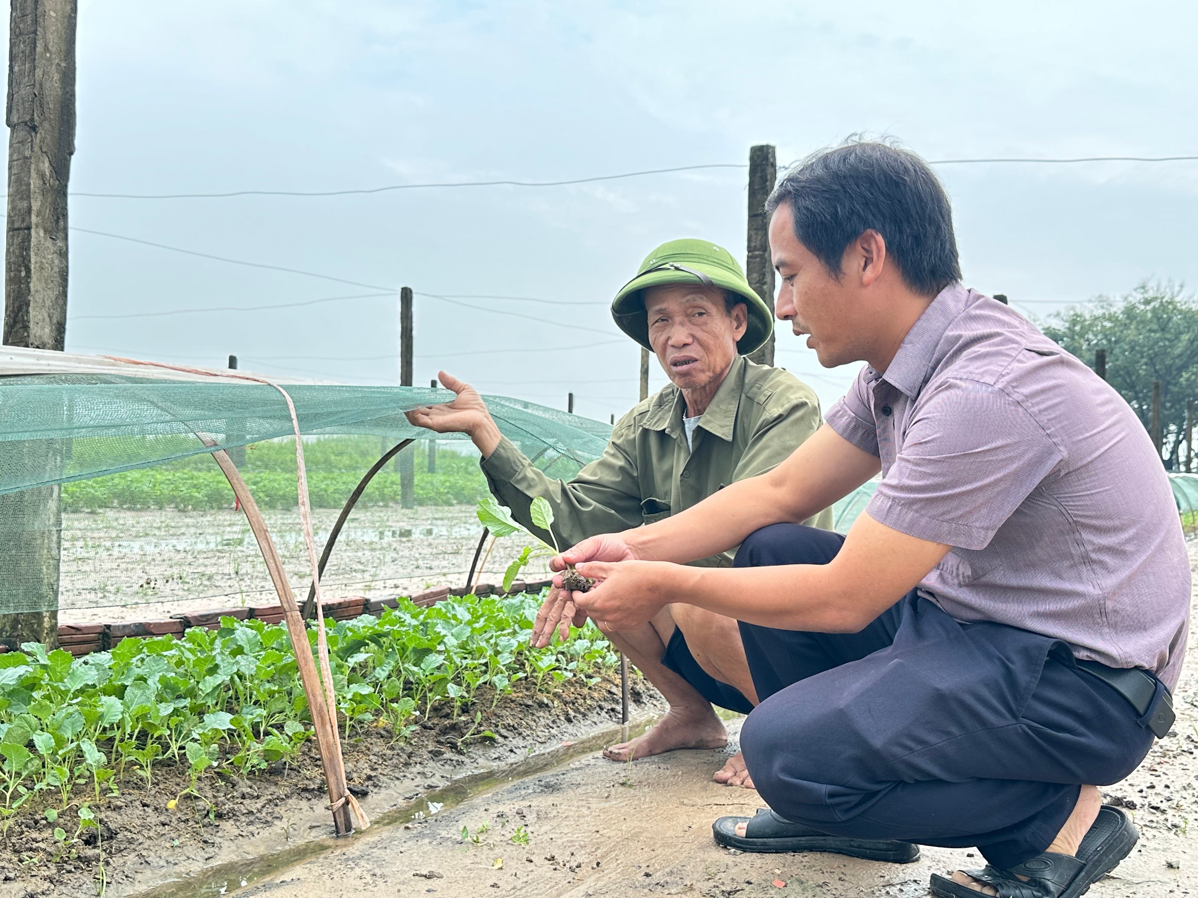 Gia tăng sản xuất, đảm bảo nguồn cung rau xanh sau mưa bão