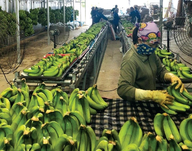 Las exportaciones de frutas y hortalizas en los primeros 4 meses de 2024 alcanzaron los 1.800 millones de dólares. En la foto aparecen trabajadores procesando banano para la exportación en una cooperativa. Foto: Hung Le