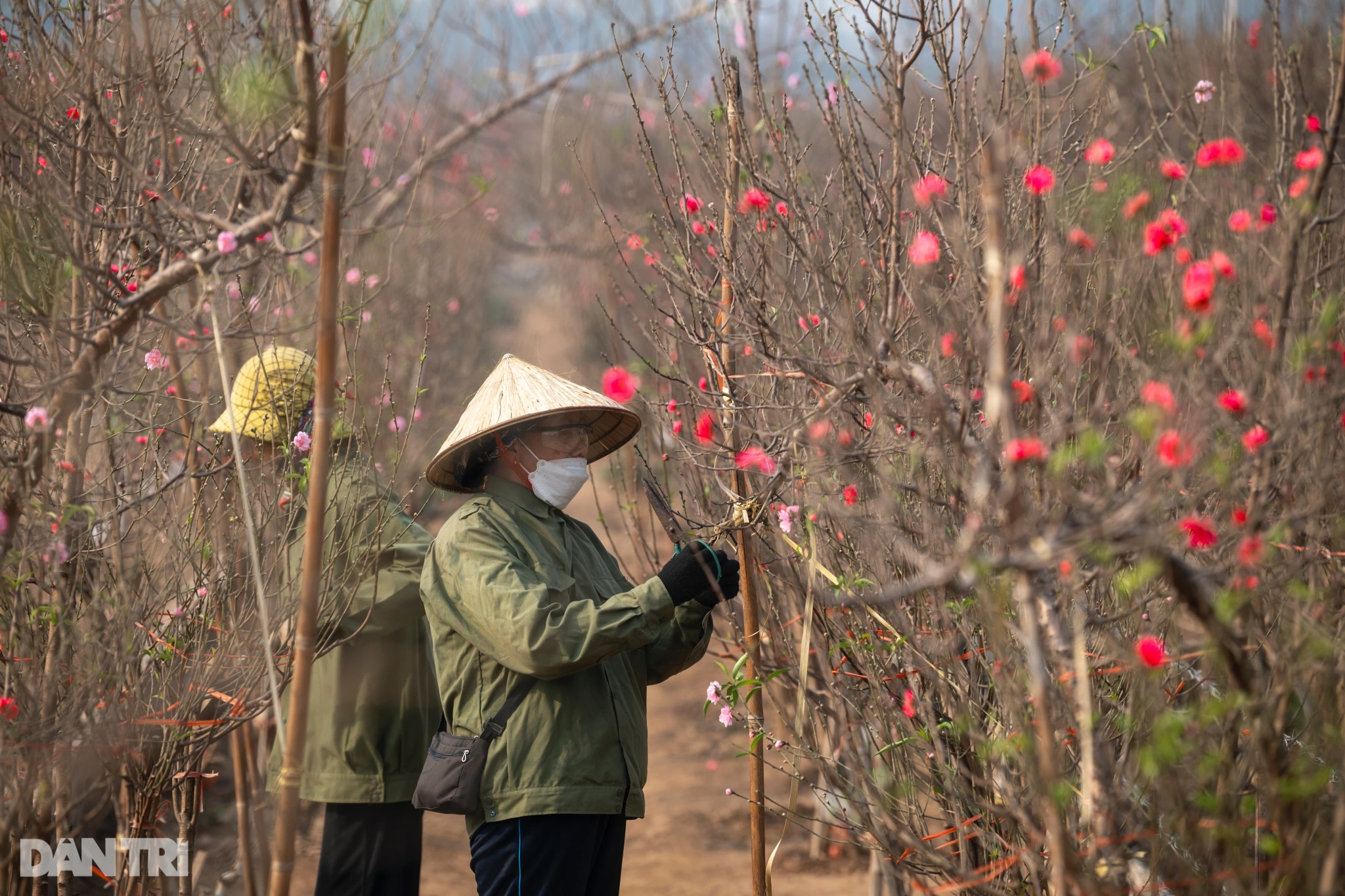 Die Pfirsichblüten von Nhat Tan stehen in voller Blüte, die Preise explodieren, aber die Nachfrage ist immer noch groß