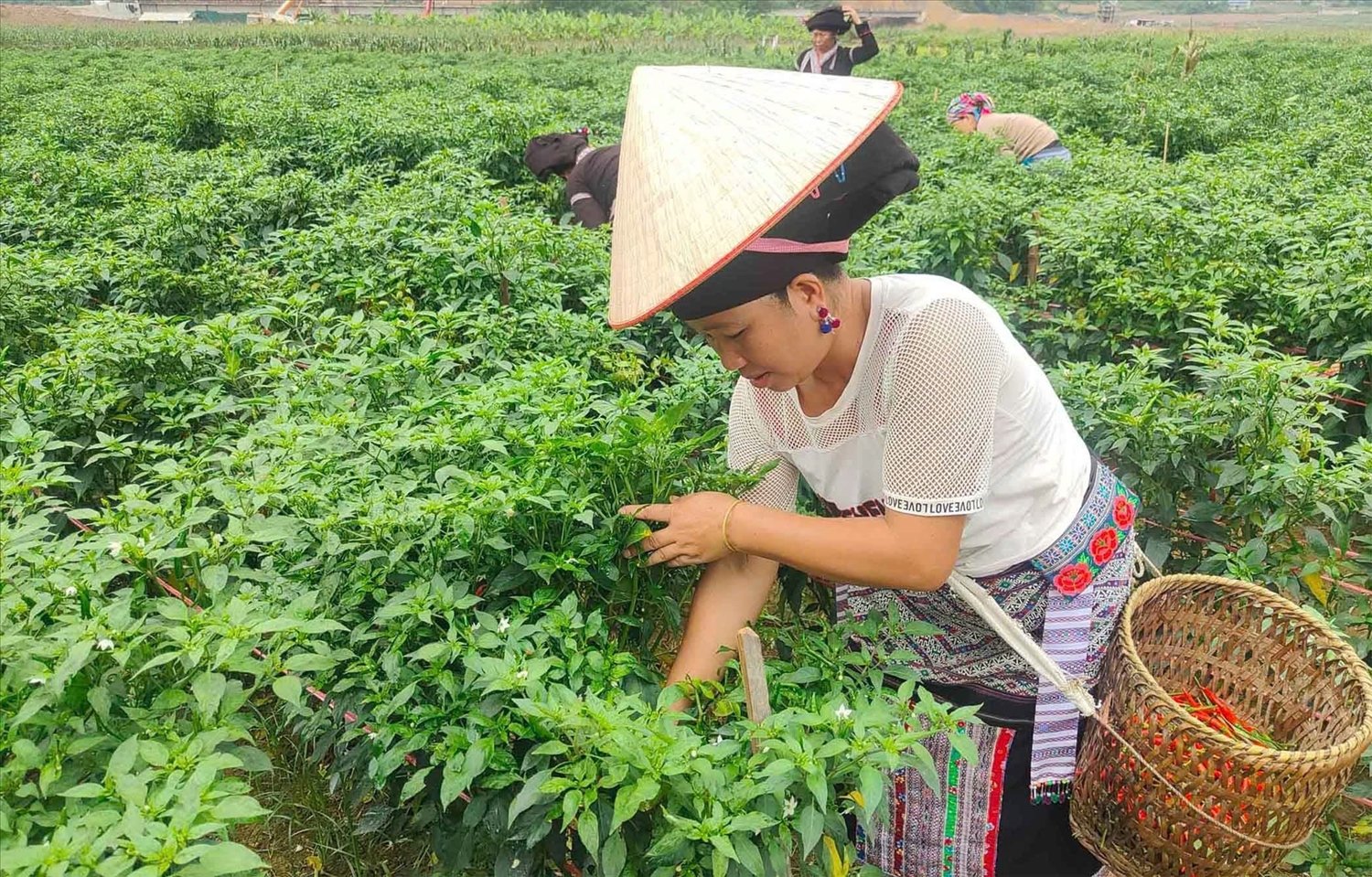 La culture du piment apporte des revenus élevés aux agriculteurs de Na Tam