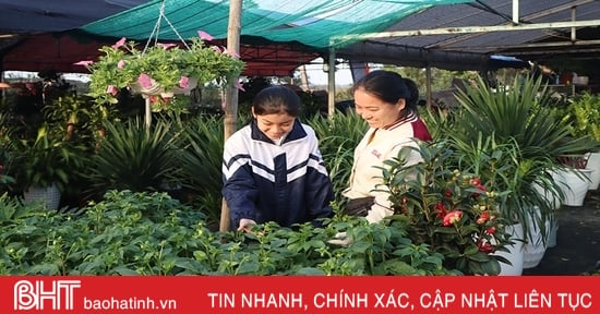 Khởi động thị trường hoa, cây cảnh tết ở Hà Tĩnh