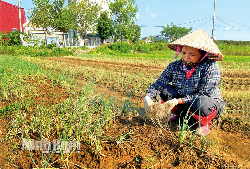 Nông dân thành phố Ninh Bình khôi phục sản xuất sau mưa lũ