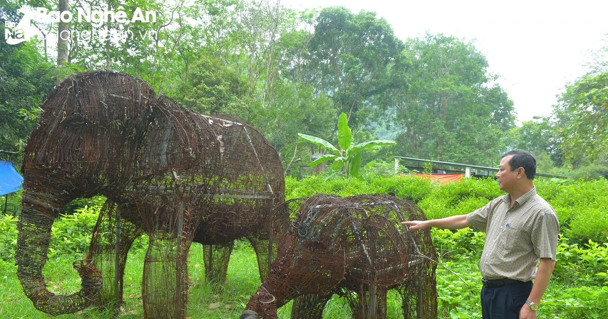 Combinación única de más de 15.000 trampas para animales en una pareja de elefantes salvajes en Nghe An