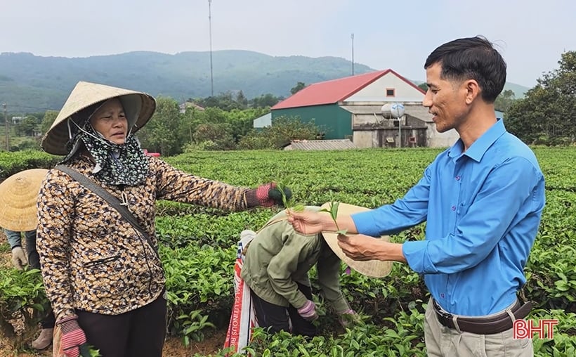 Người trồng chè bắt đầu vụ thu hoạch quan trọng nhất năm