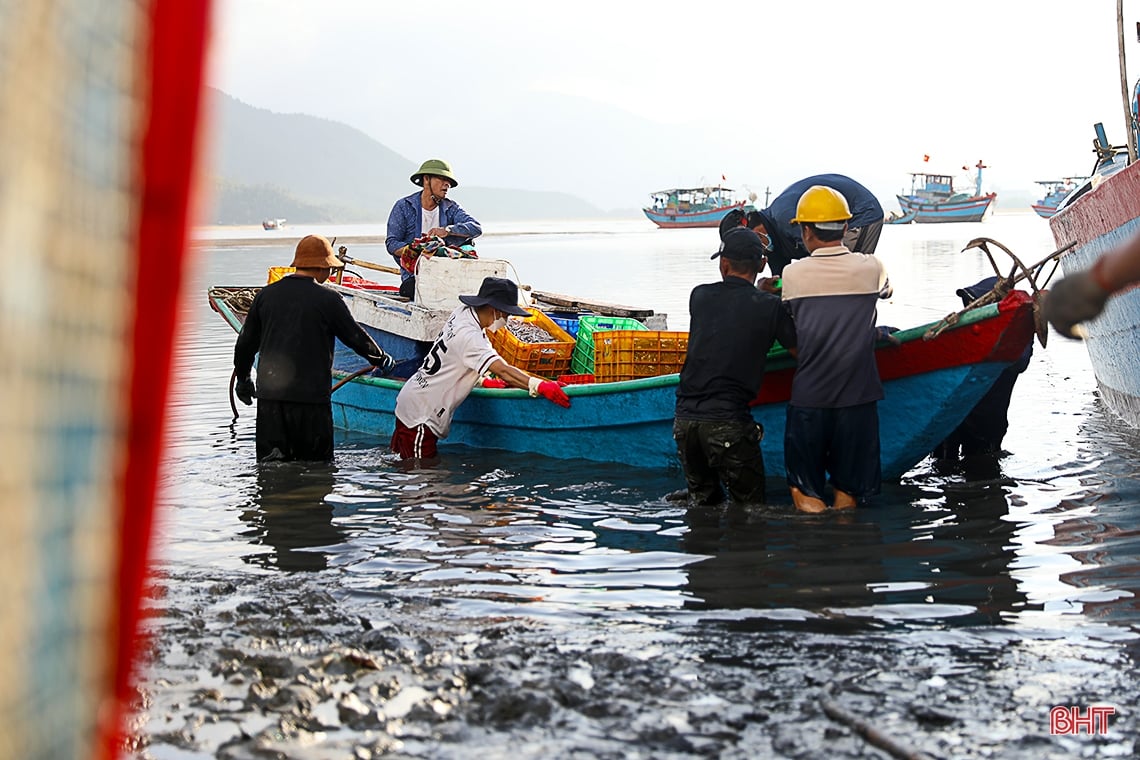 Ngư dân làng biển phía Nam Hà Tĩnh trúng đậm cá cơm