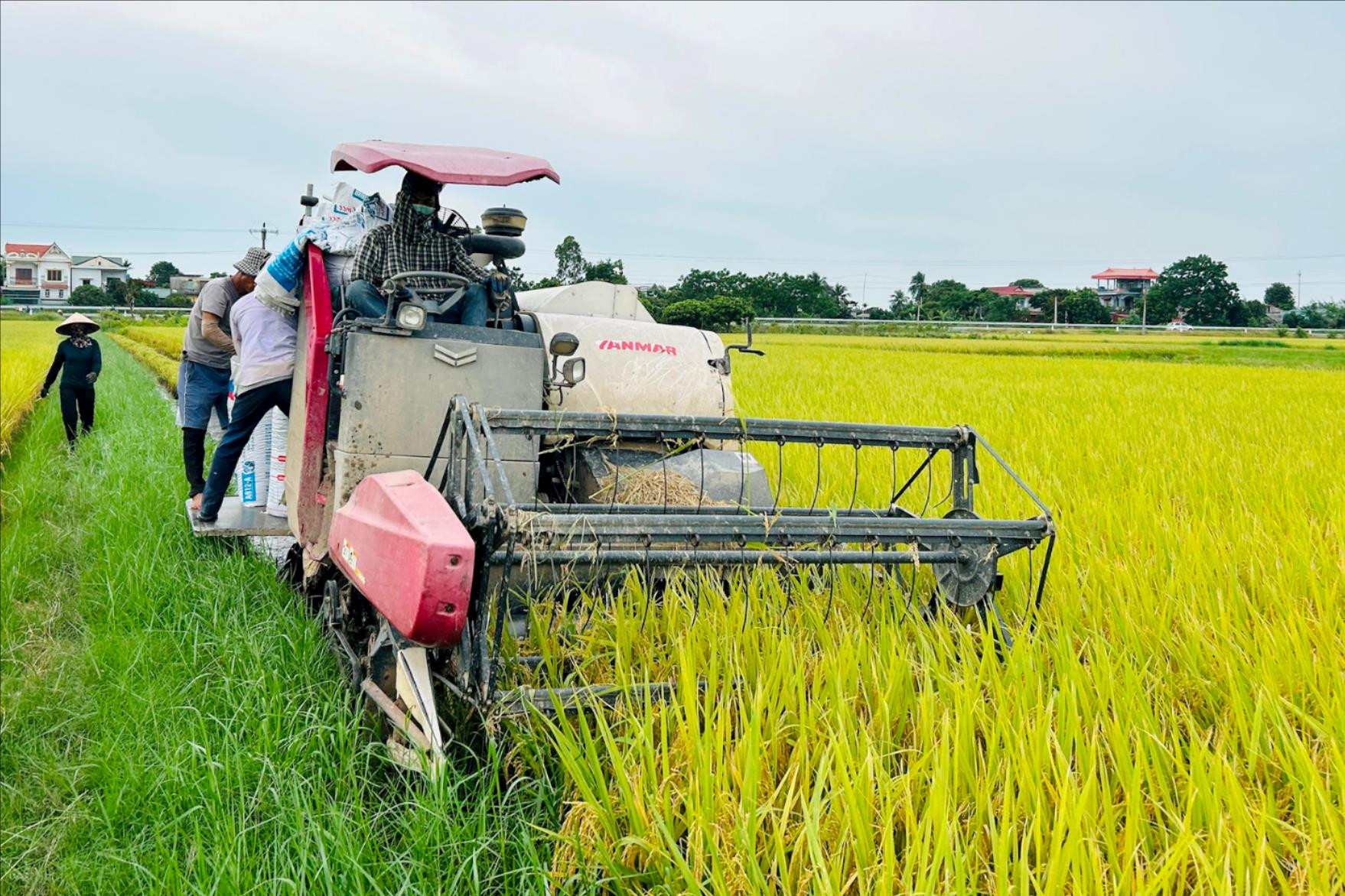 Many effective agricultural production models in Hung Long (Ninh Giang)