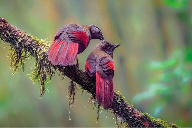 La belleza de la naturaleza a través de la exposición fotográfica de aves y animales salvajes vietnamitas 2024 foto 7