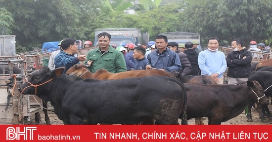 Chợ trâu bò lớn nhất Hà Tĩnh nhộn nhịp dịp cận tết