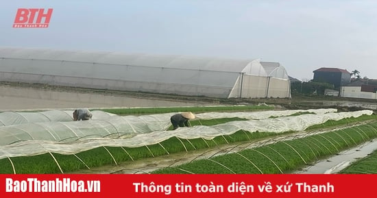 Chuẩn bị các điều kiện sản xuất lúa xuân