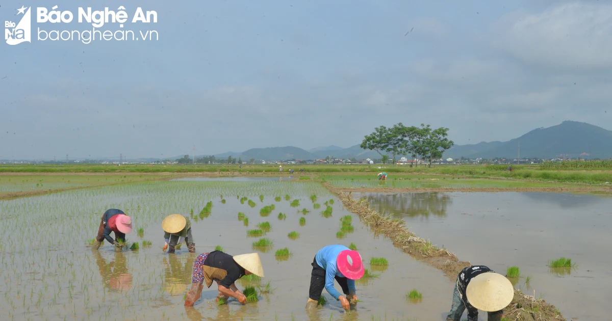 Nông dân Nghệ An tích cực làm đất, gieo cấy lúa vùng sâu trũng để chạy lụt