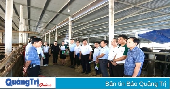 Phát triển đàn bò thịt chất lượng cao gắn với chuyển giao kỹ thuật nông nghiệp, liên kết tiêu thụ sản phẩm