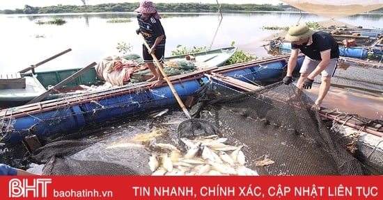 Giải pháp hạn chế thiệt hại khi nuôi cá lồng bè trên sông Nghèn