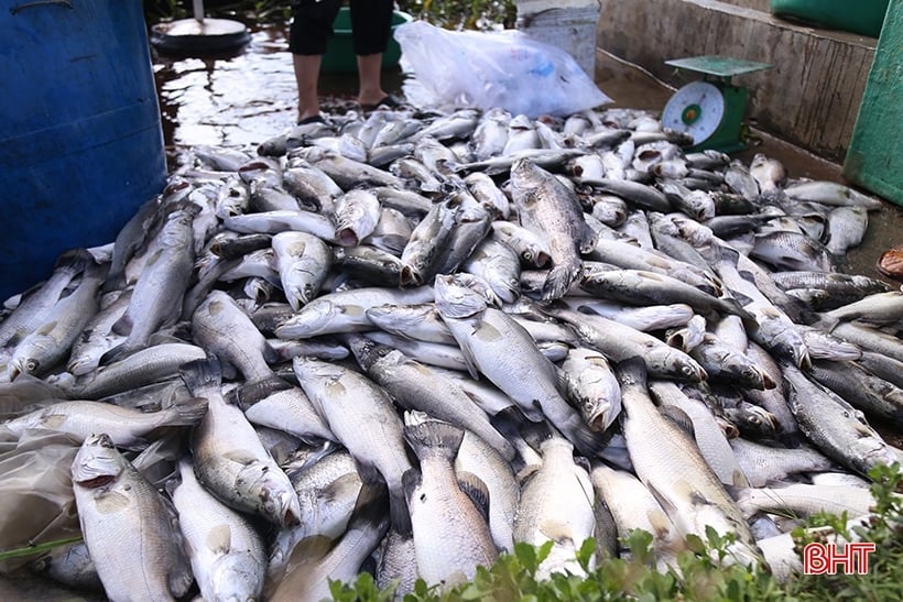 Lấy mẫu phân tích, sớm làm rõ nguyên nhân cá chết trên sông Nghèn