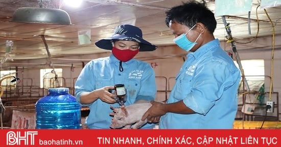 Ngành chuyên môn Hà Tĩnh bổ cứu công tác phòng, chống dịch tả lợn châu Phi