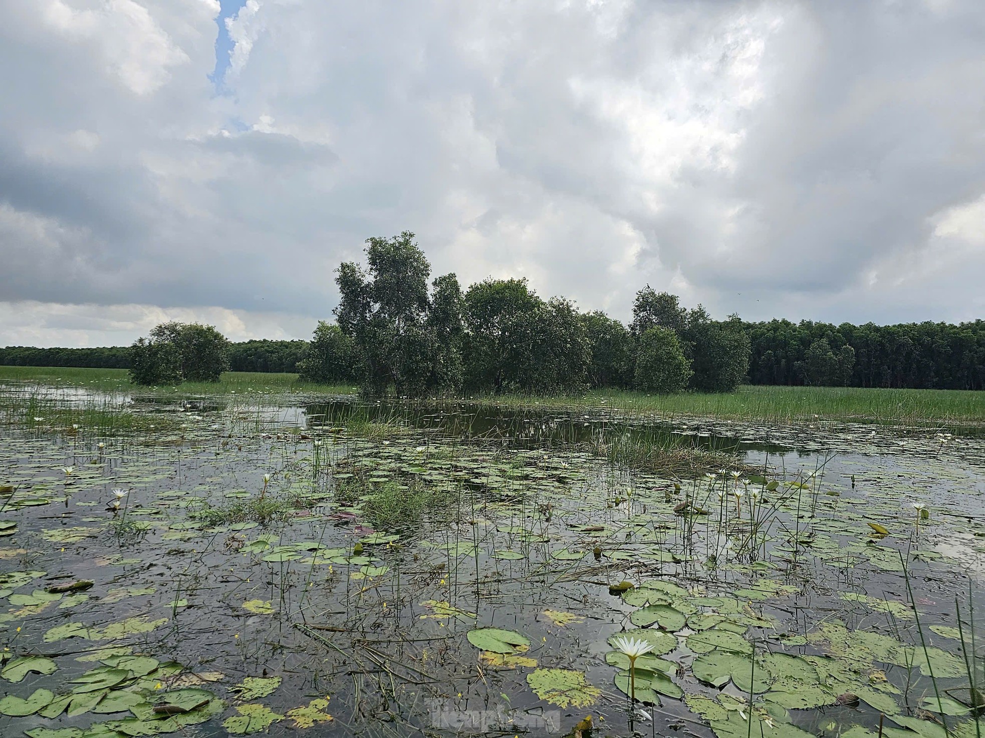 អ្នកវិទ្យាសាស្ត្រធ្វើបែបនេះ ដើម្បីទាក់ទាញសត្វក្រៀលក្រហម ឱ្យត្រឡប់ទៅឧទ្យានជាតិ ត្រាំ ជឹម រូបថត ៨