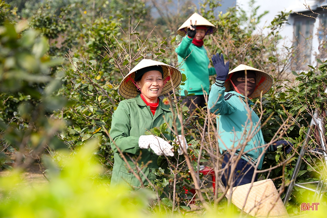 Pueblo de albaricoques amarillos en Ha Tinh durante la temporada del Tet, el más caro es de 30 millones de VND por árbol.