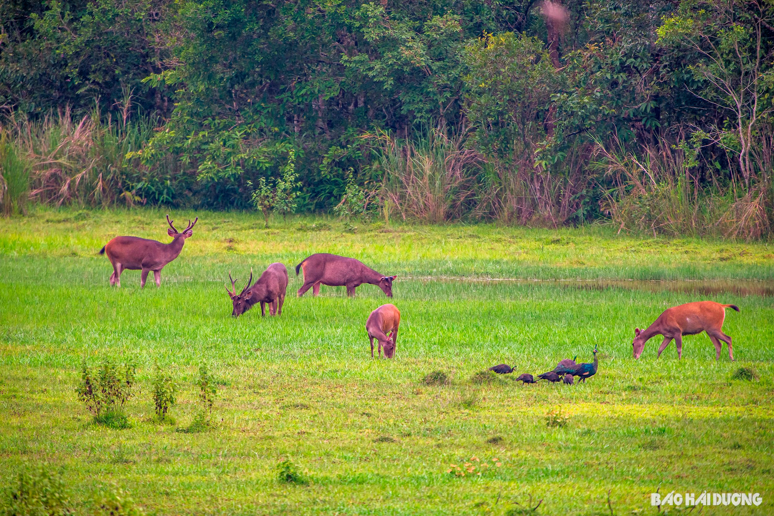 natural-saturation-in-cat-tien-national-park-dong-nai-province-photo-of-nguyen-manh-hiep-2-.jpg
