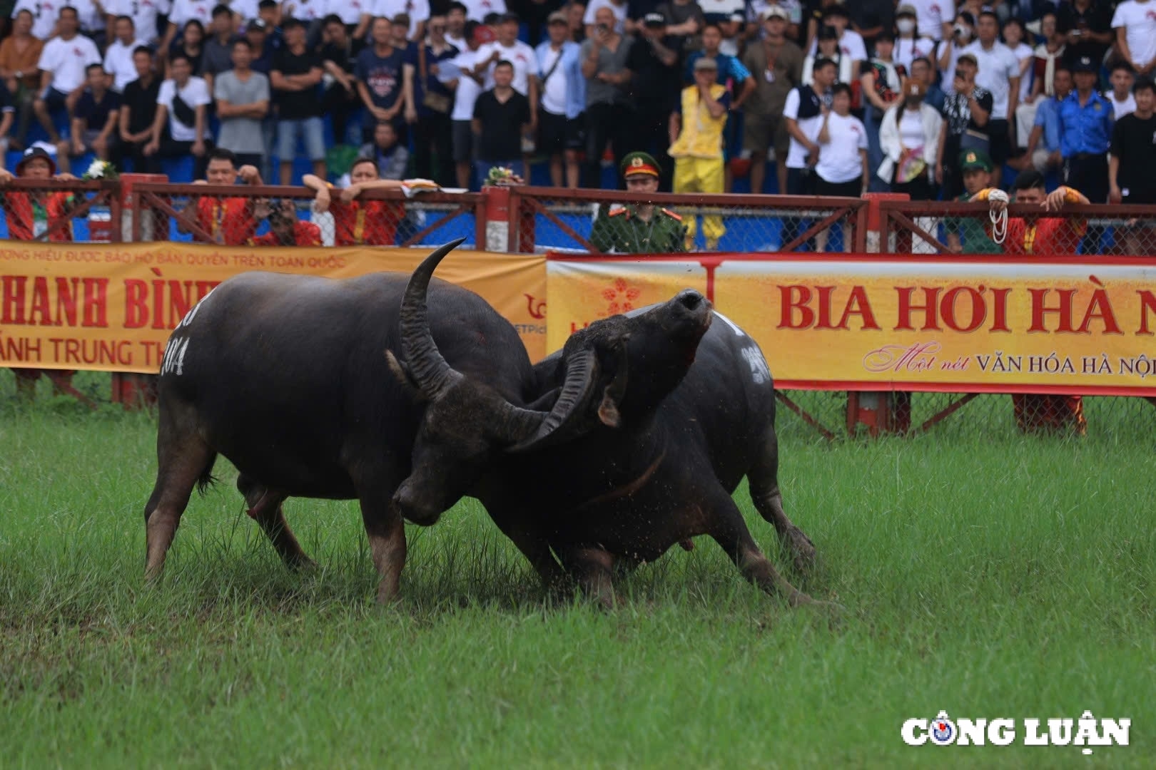 ពិធីបុណ្យប្រណាំងក្របីដ៏ទាក់ទាញឆ្នាំ 2024 រូបភាព 2