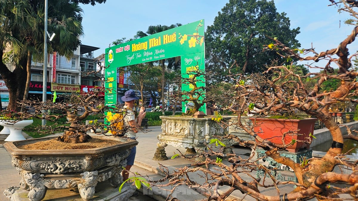 Mê mẩn với hoàng mai ‘độc lạ’, biểu tượng sắc xuân xứ Huế ảnh 2