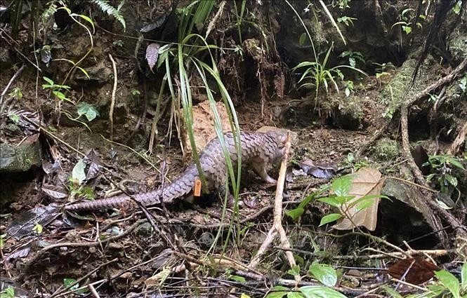 Nationales Programm zum Schutz gefährdeter und seltener Wildtierarten