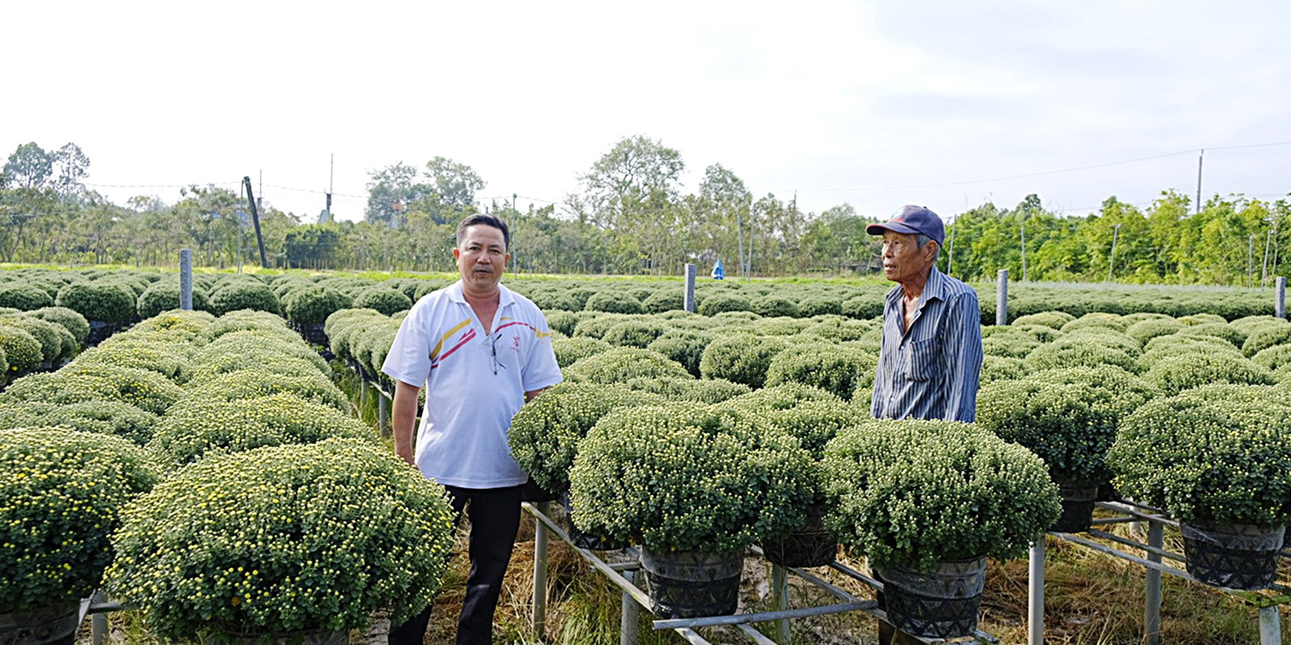 Cúc mâm xôi sớm ở làng hoa Sa Đéc hút hàng - Ảnh 1.