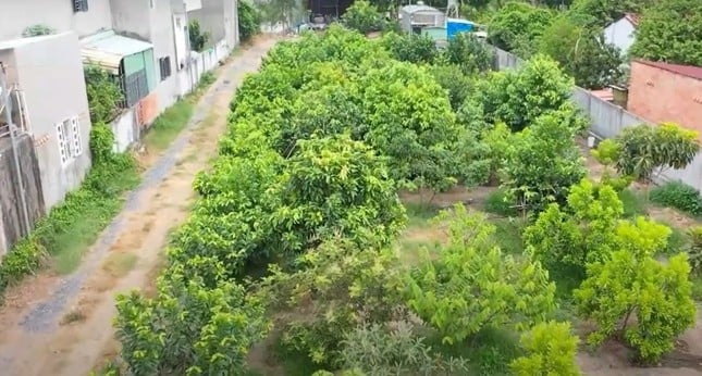 Close-up kebun buah 'unik' di Binh Duong foto 12