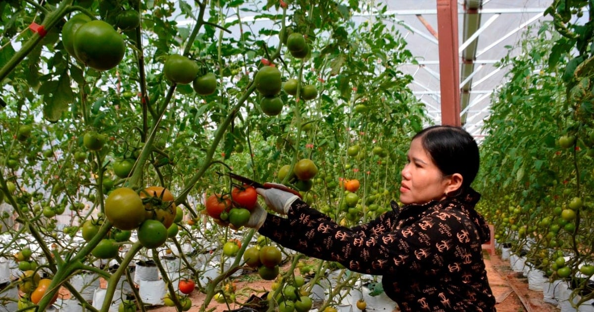 Dak Nong Bauern sind damit beschäftigt, Gemüse für Tet zu ernten