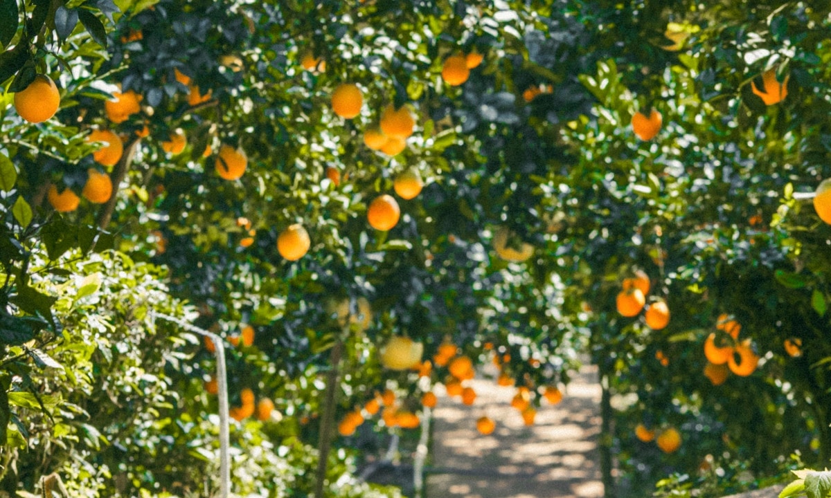 Reifer Orangengarten zieht Besucher in Moc Chau an