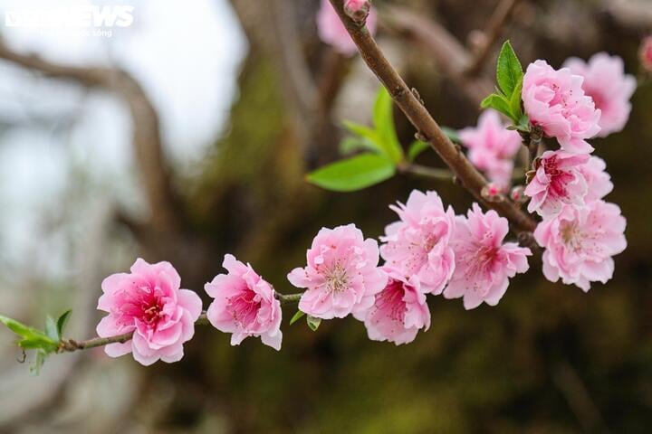 Les anciens pêchers forestiers de Son La rivalisent pour montrer leurs formes à Hanoi, au prix de centaines de millions de VND/arbre - 7