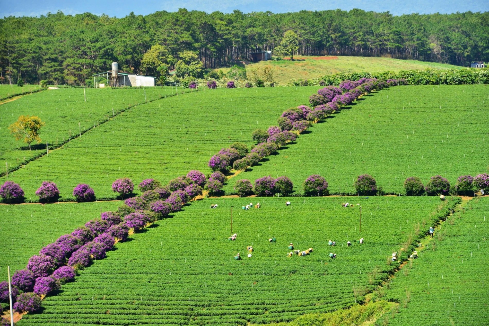 ภาพที่ 6 แถวดอกไม้สีม่วง.jpg