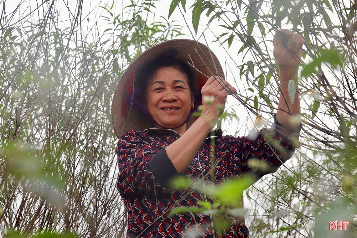 Người dân thủ phủ đào phai Hà Tĩnh tất bật vào mùa tuốt lá 