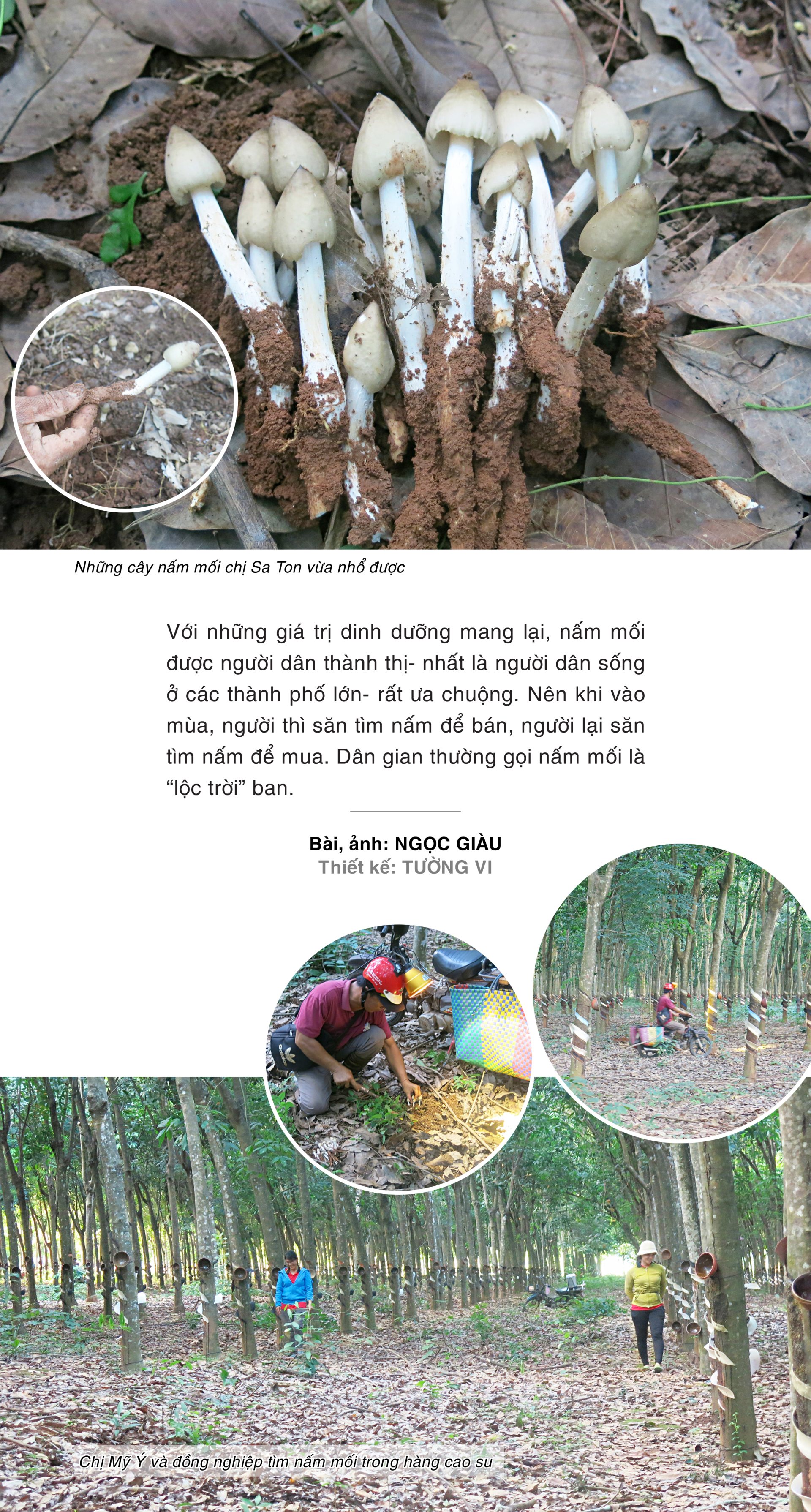 Mùa săn nấm mối