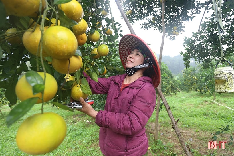 Ngắm những cây cam “siêu quả” ở Hà Tĩnh