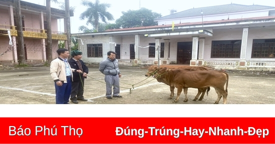 Trao bò giống hỗ trợ người dân vươn lên thoát nghèo