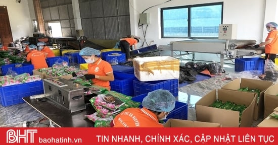 "Health check-up" of existing cooperatives in Ha Tinh