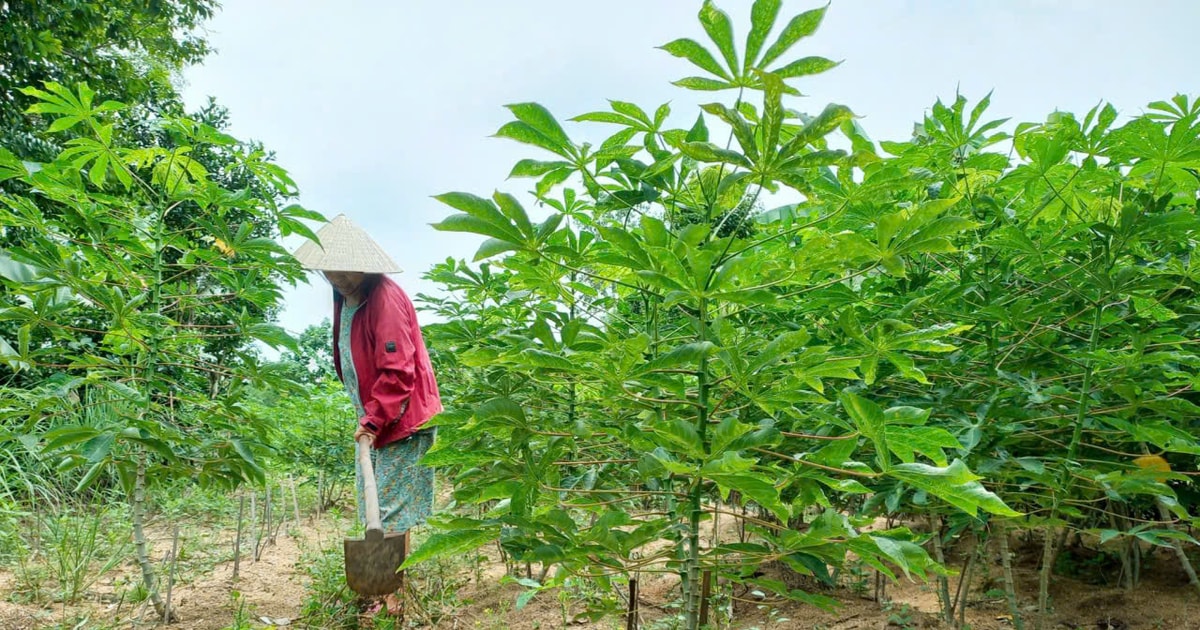By 2030, the cassava growing area of Quang Nam will remain stable at 9,000 hectares.