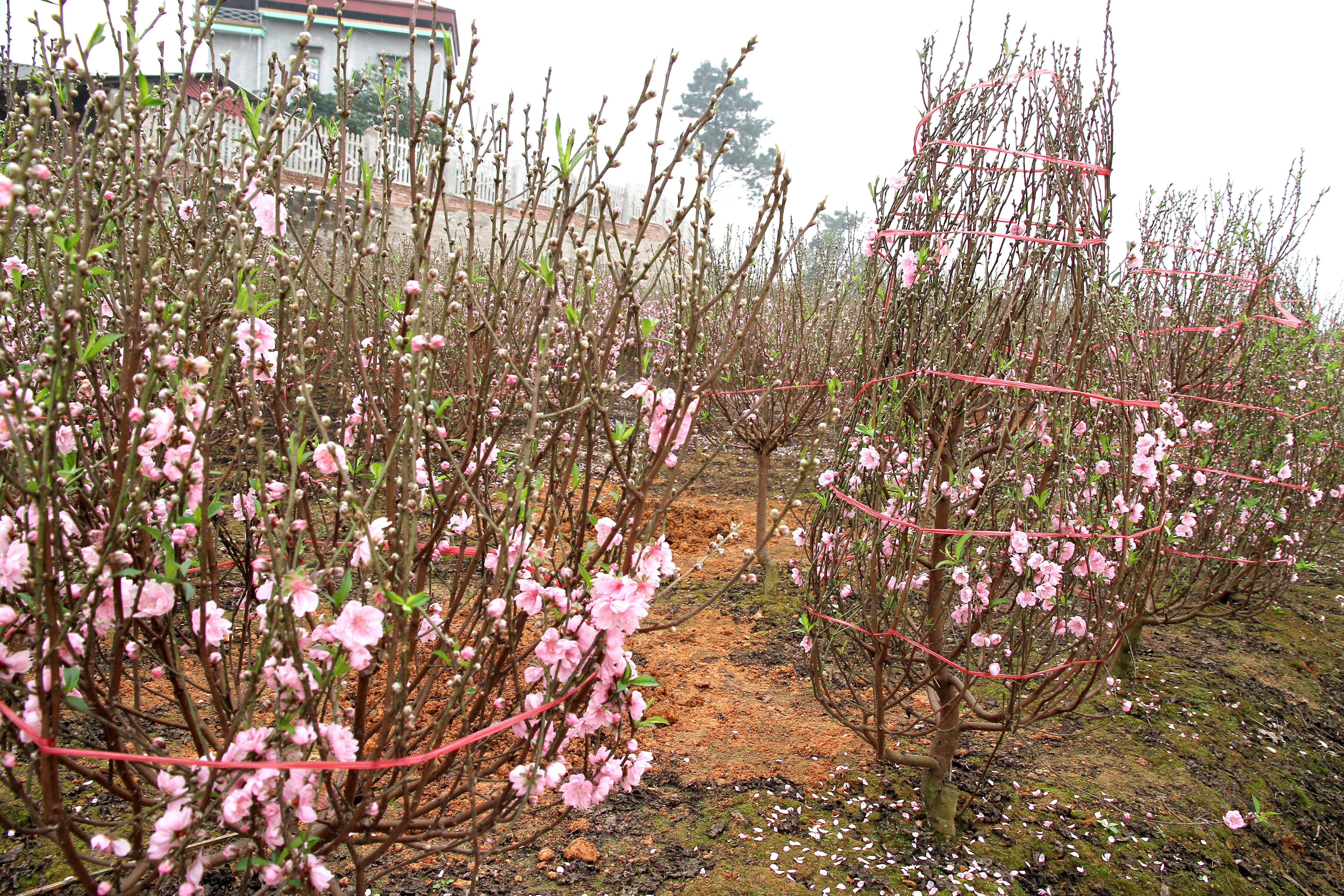 Hoa Xuân khoe sắc thắm