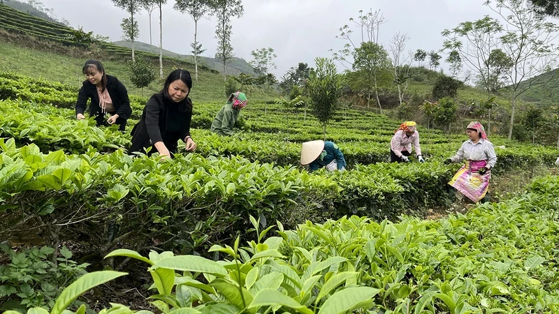 Tourists experience picking Shan Tuyet tea in Gia Hoi commune, Van Chan district, Yen Bai. (Photo: nhandan.vn)