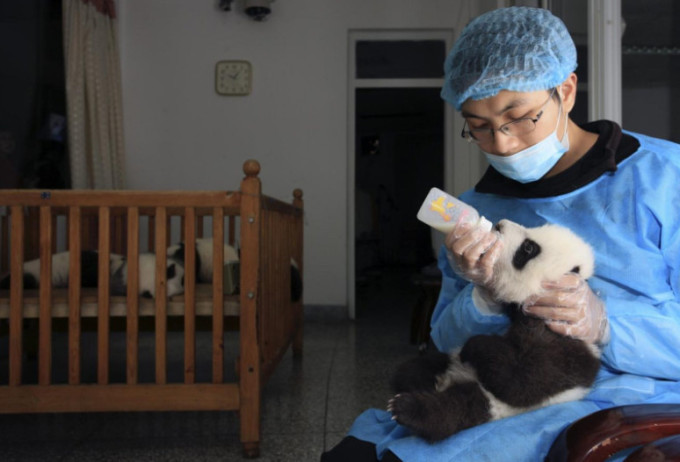 Un membre du personnel nourrit un bébé panda au biberon au Centre de recherche et d'élevage de pandas géants de Chengdu. Photo : China Daily